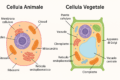 🔬 La Cellula: spiegazione completa per la scuola media