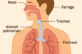 🌬️ Il Sistema Respiratorio – Spiegazione per la scuola media